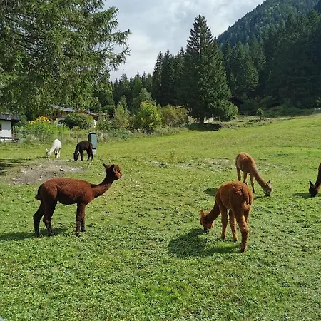 Alpenkoenig *